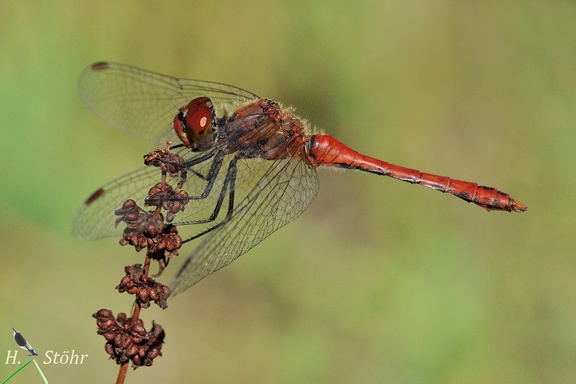 Blutrote Heidelibelle (Sympetrum sanguineum)